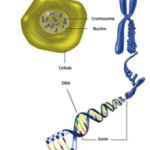 DNA