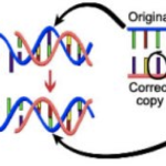 Mutazioni durante replicazione del DNA